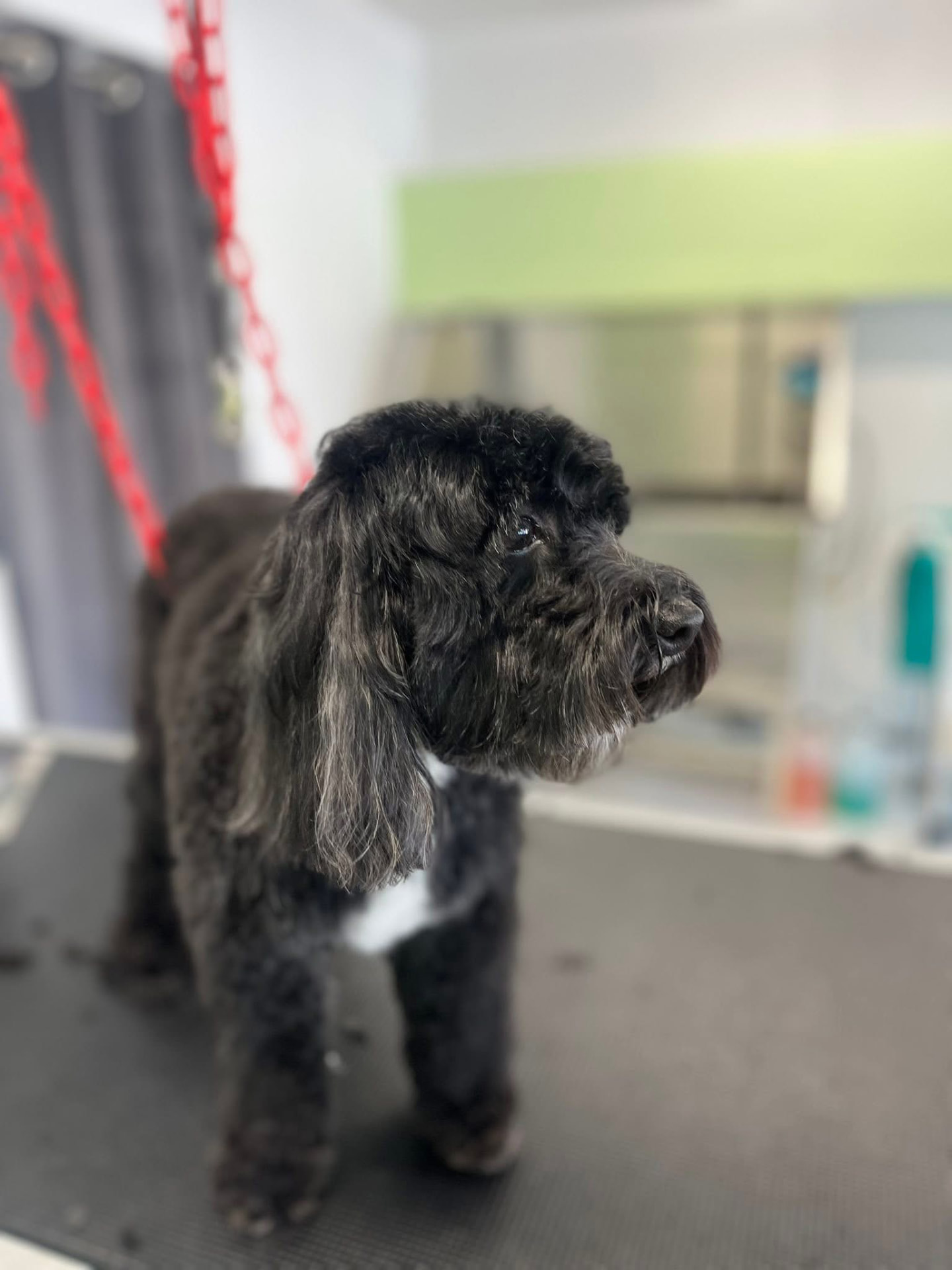 Caniche noir après sa coupe aux ciseaux