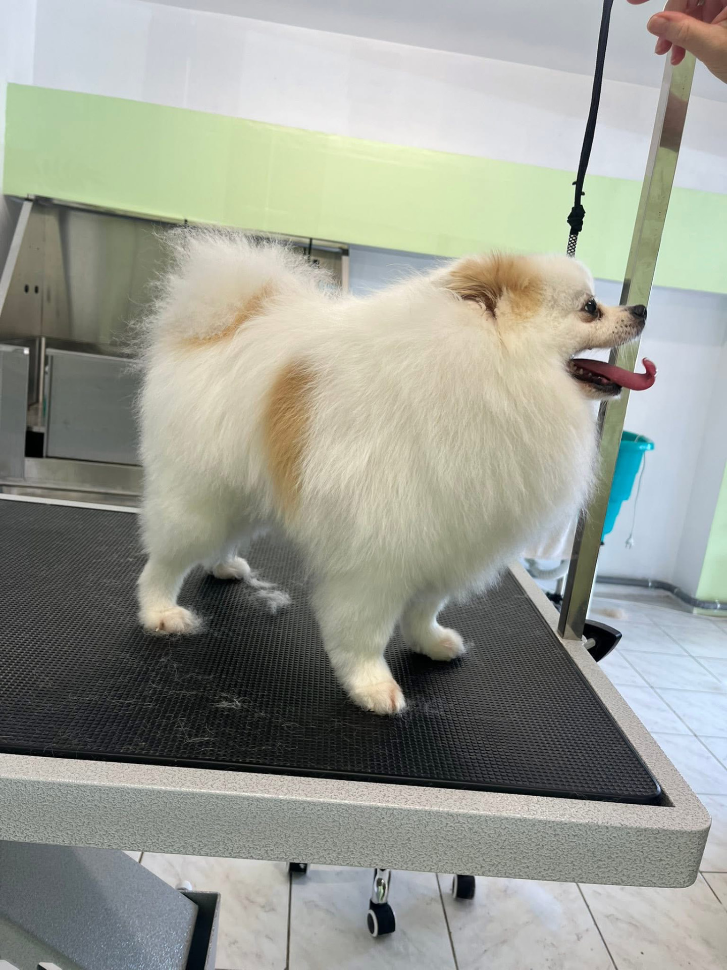 Spitz crème après brushing