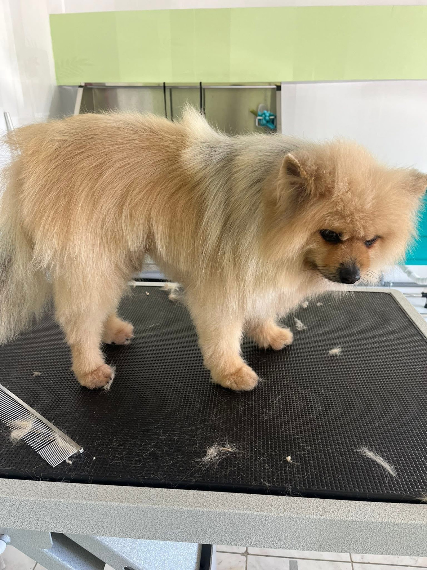 Spitz nain de profil, pelage brossé