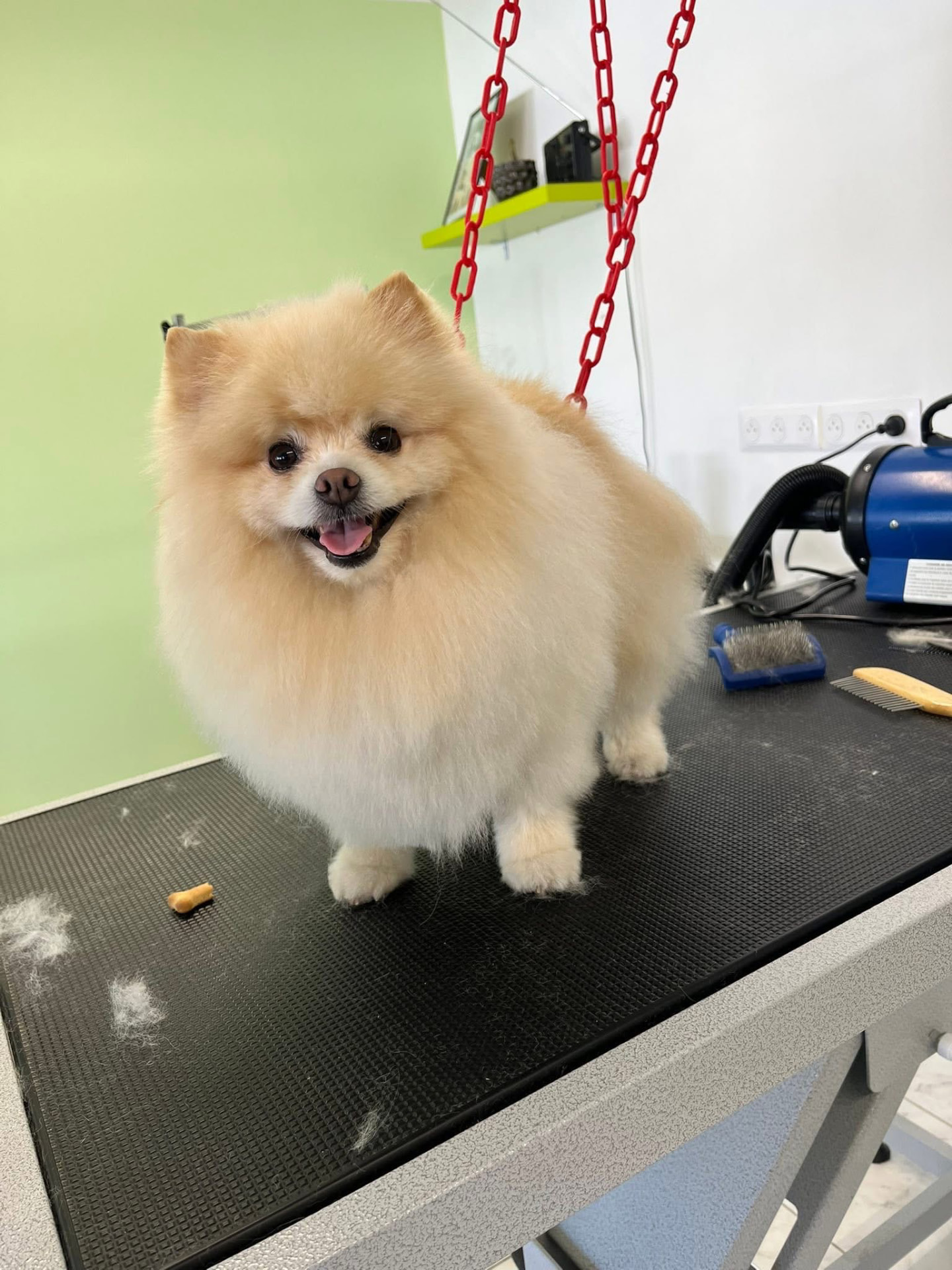 Spitz nain après sa mise en beauté